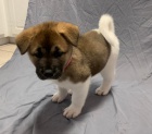 Úžasná americká štěňátka Akita. Úžasná americká štěňátka Akita.