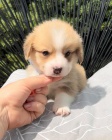 Úžasné štěňátka Corgi. Úžasné štěňátka Corgi.