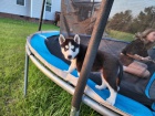 Čistokrevné štěňata sibiřského husky. Čistokrevné štěňata sibiřského husky.