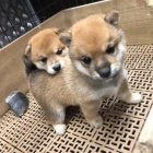 Čistokrevná štěňata Akita. Čistokrevná štěňata Akita.