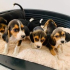 Čistokrevná štěňata Beagle. Čistokrevná štěňata Beagle.