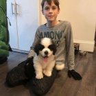 Čistokrevná štěňata svatého Bernarda. Čistokrevná štěňata svatého Bernarda.