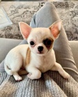 Čistokrevná štěňata Chihuahua. Čistokrevná štěňata Chihuahua.