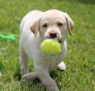Čistokrevná štěňata Labradoru. Čistokrevná štěňata Labradoru.