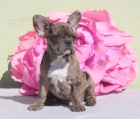 MERLE FRANCOUZSKÝ BULLDOG CHLAPEC MERLE FRANCOUZSKÝ BULLDOG CHLAPEC