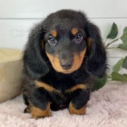 Prod�m dlouhosrst� o�kovan� �t��ata trpasli��ch jezev��k�