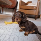 Prod�m zdrav� �t��ata dlouhosrst�ch o�kovan�ch trpasli��ch jezev��k� fenky a psa