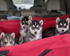 Registrovaná štěňata sibiřského husky. Registrovaná štěňata sibiřského husky.