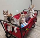 Sibiřské husky dívky a štěňata chlapce. Sibiřské husky dívky a štěňata chlapce.