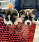 Akita dívky a chlapci štěňata. Akita dívky a chlapci štěňata.
