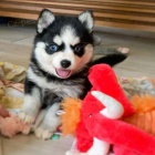 Sibiřské husky dívky a štěňata chlapce. Sibiřské husky dívky a štěňata chlapce.