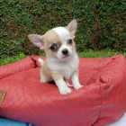 Chihuahua dívky a štěňata chlapců. Chihuahua dívky a štěňata chlapců.