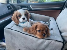 Kavalír King Charles Španěl dívky a chlapci štěňata. Kavalír King Charles Španěl dívky a chlapci štěňata.