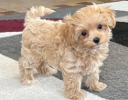 Maltipoo dívky a štěňata chlapců. Maltipoo dívky a štěňata chlapců.
