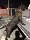 Jihoafrick� mastin- Boerboel �t��ata