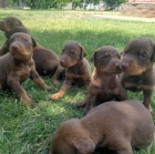 Krásná štěňata dobermanů. Krásná štěňata dobermanů.