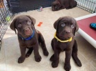 Krásná štěňata Labradoru. Krásná štěňata Labradoru.