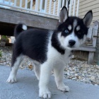 Krásné sibiřské husky štěňata. Krásné sibiřské husky štěňata.
