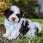 zdrav� �t��ata Havana na prodej.