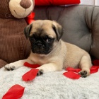 Prod�m o�kovan� a od�erven� �t��ata mopse