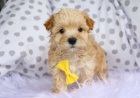 Prodám krásný čajový šálek Maltipoo. Pouze pro vážné osoby. Prodám krásný čajový šálek Maltipoo. Pouze pro vážné osoby.
