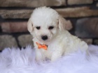 Prodám očkovaný, zdravý a odčervený šálek Maltipoo. Prodám očkovaný, zdravý a odčervený šálek Maltipoo.