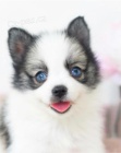 Prod�m o�kovan� a od�erven� �t��ata Pomskies (k��enec sibi�sk� husky a pomeranian)