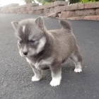 Prod�m o�kovan� a od�erven� �t��ata Pomskies (k��enec sibi�sk� husky a pomeranian)