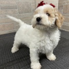 Prod�m �t��ata bi�onka poo. Jsou o�kovan� a od�erven�.