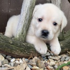 Prod�m zdrav� a kr�sn� �t��ata labradorsk�ho retr�vra a pejska.