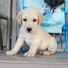 Prod�m o�kovan� a od�erven� �t��ata labradorsk�ho retr�vra.