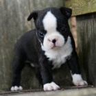 Prod�m o�kovan� �t��ata bostonsk�ho teri�ra