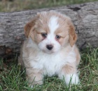 o�kovan� a od�erven� �t��ata Aussiedoodle na prodej (Aussiedoodle jsou sm�s� australsk�ho ov��ka a standardn�ho pudla)