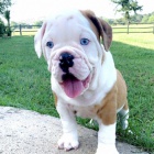 Prod�m o�kovan� �t��ata anglick�ho buldo�ka s tlumen�mi �elistmi