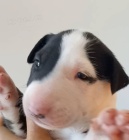 Bulteri�r �t��ata