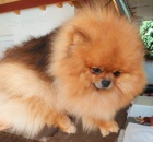 Pomo�ansk� �pic �t��ata