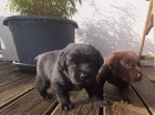 Labradorsk� Retriever PP