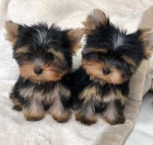 Yorkshire terrier bez PP Yorkshire terrier bez PP