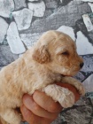 Labradoodle �t��ata