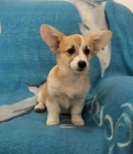 Vel�sk� Corgi Pembroke �t��ata
