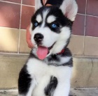 SIBI�SK� HUSKY