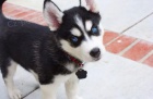 SIBI�SK� HUSKY