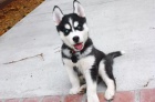 Modr� o�i Sibi�sk� husky 