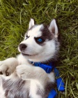 Modr� o�i Sibi�sk� husky 