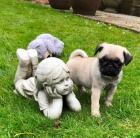 Prod�m kr�sn� b�ov� �t��ata mopse