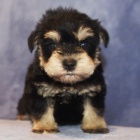 Prodm okovan a oderven tata malch knra.