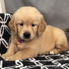 Prod�m �t��ata zlat�ho retr�vra.