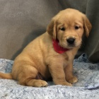 Prod�m �t��ata zlat�ho retr�vra.