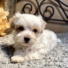 O�kovan� �t��ata Maltipoo na prodej. .