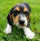 Prod�m o�kovan� a od�erven� �t��ata b�gla.